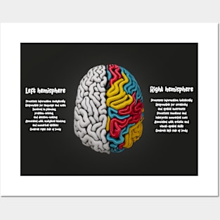 Human Brain Facts Posters and Art